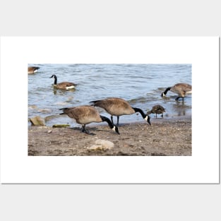 Canada Geese Along The Beach For Food Posters and Art